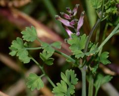 Fumaria muralis muralis