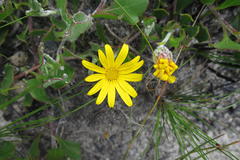 Osteospermum potbergense