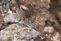 Diporiphora
