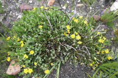 Osteospermum potbergense