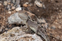 Diporiphora
