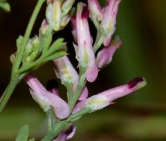 Fumaria muralis muralis