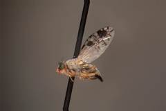 Tephritis candidipennis