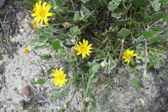 Osteospermum potbergense
