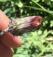 Chaptalia arechavaletae