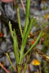 Lobelia comosa comosa