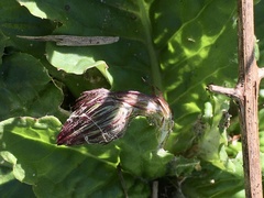 Chaptalia arechavaletae