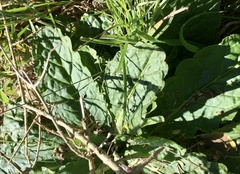 Chaptalia arechavaletae