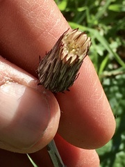 Chaptalia arechavaletae