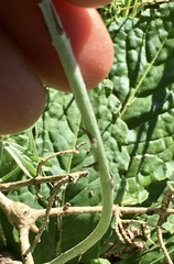 Chaptalia arechavaletae