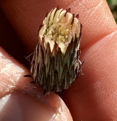 Chaptalia arechavaletae