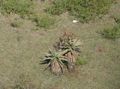Aloe marlothii marlothii