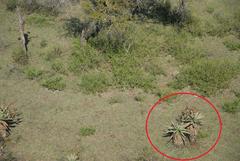Aloe marlothii marlothii