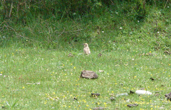 Pseudopodoces humilis