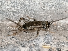 Eumodicogryllus