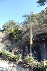 Agave horrida