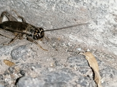 Eumodicogryllus