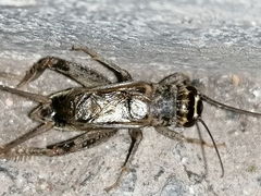 Eumodicogryllus