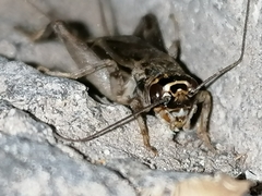 Eumodicogryllus