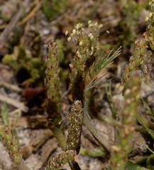 Plantago carnosa