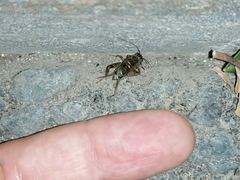 Eumodicogryllus