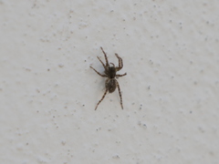 Paratrochosina amica