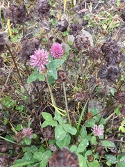 Trifolium pratense
