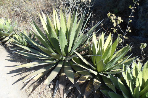 Agave horrida