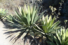 Agave horrida