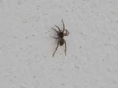 Paratrochosina amica