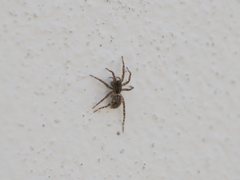 Paratrochosina amica