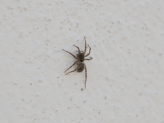 Paratrochosina amica