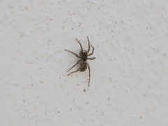 Paratrochosina amica