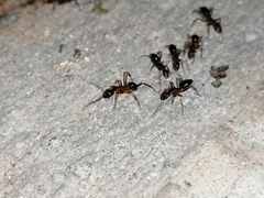 Camponotus barbaricus