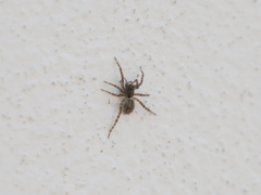 Paratrochosina amica