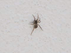 Paratrochosina amica