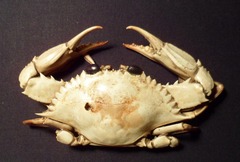 Callinectes arcuatus