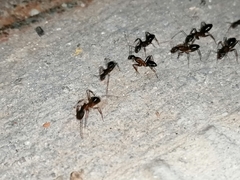 Camponotus barbaricus