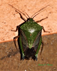 Pygoda polita