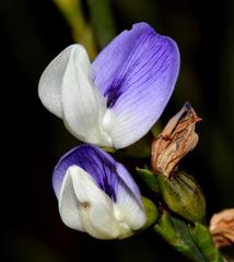 Psoralea aphylla