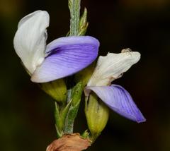 Psoralea aphylla