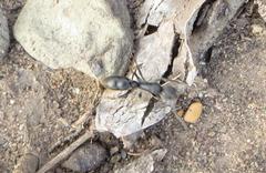 Ophthalmopone berthoudi