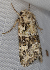 Lacinipolia strigicollis