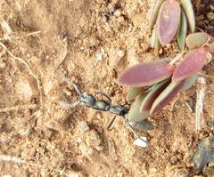 Ophthalmopone berthoudi