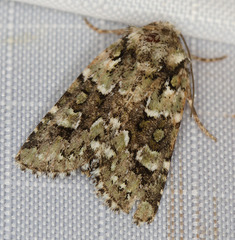 Lacinipolia strigicollis