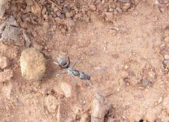 Ophthalmopone berthoudi