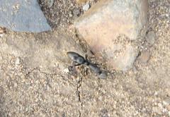 Ophthalmopone berthoudi