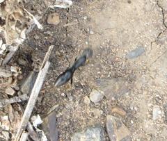 Ophthalmopone berthoudi