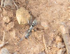 Ophthalmopone berthoudi