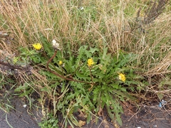 Taraxacum ceratophorum